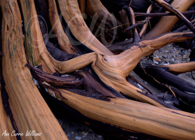 Driftwood on Botany Bay South Carolina 16 x 20 canvas Etsy