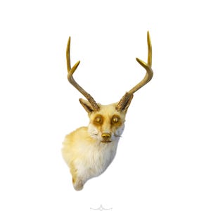 Puede incluir: Una cabeza de zorro disecada con cuernos dorados. El zorro tiene un pelaje color crema con un pecho blanco y una nariz dorada. Los cuernos son de color dorado brillante. La imagen incluye el texto "JENTAI Taxidermy" y un logotipo de una balanza con un cerebro y un corazón.