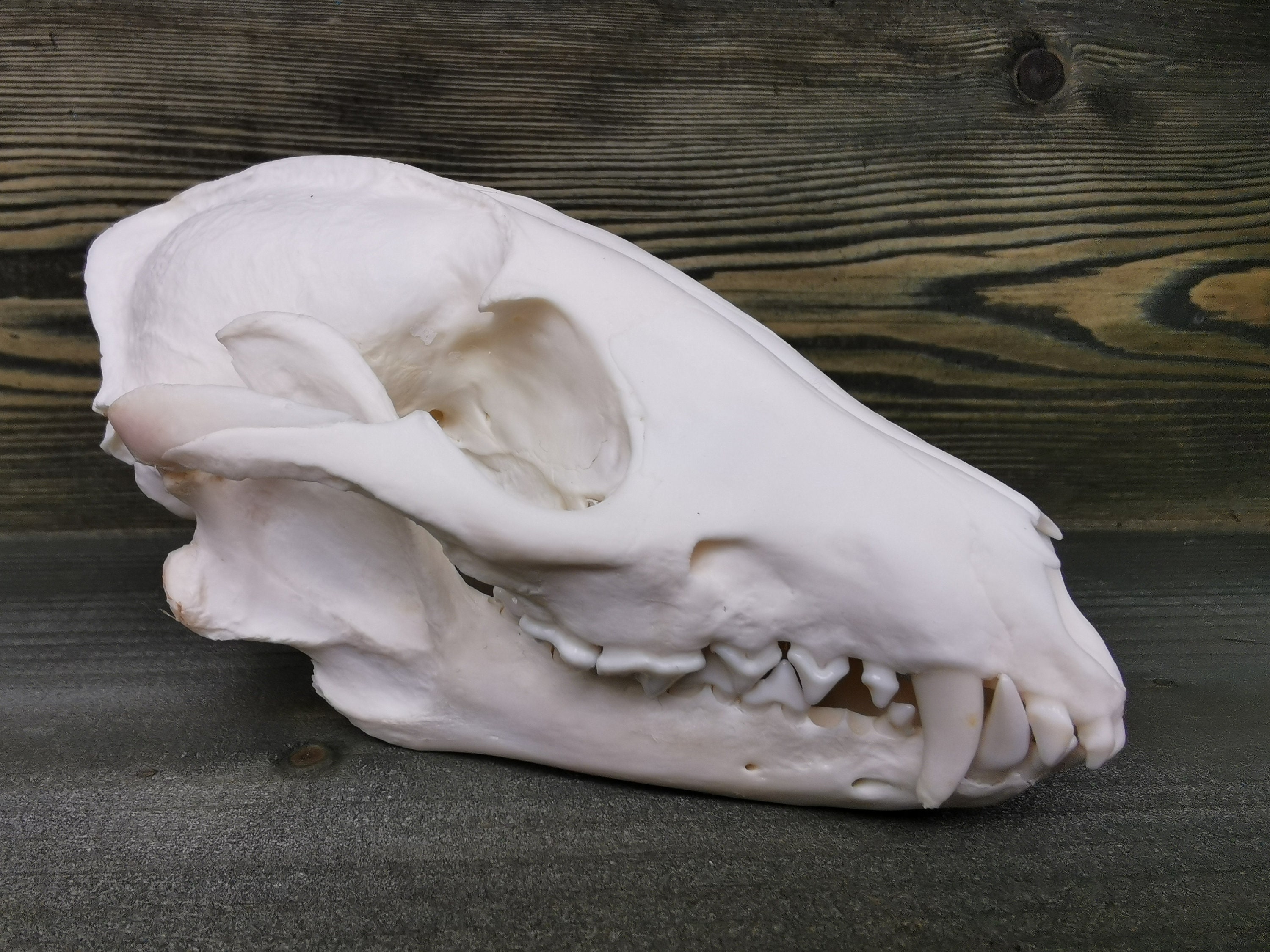 puppy skull teeth