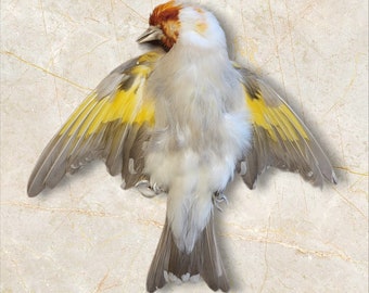 Echte taxidermie gedroogde huid van een vogel