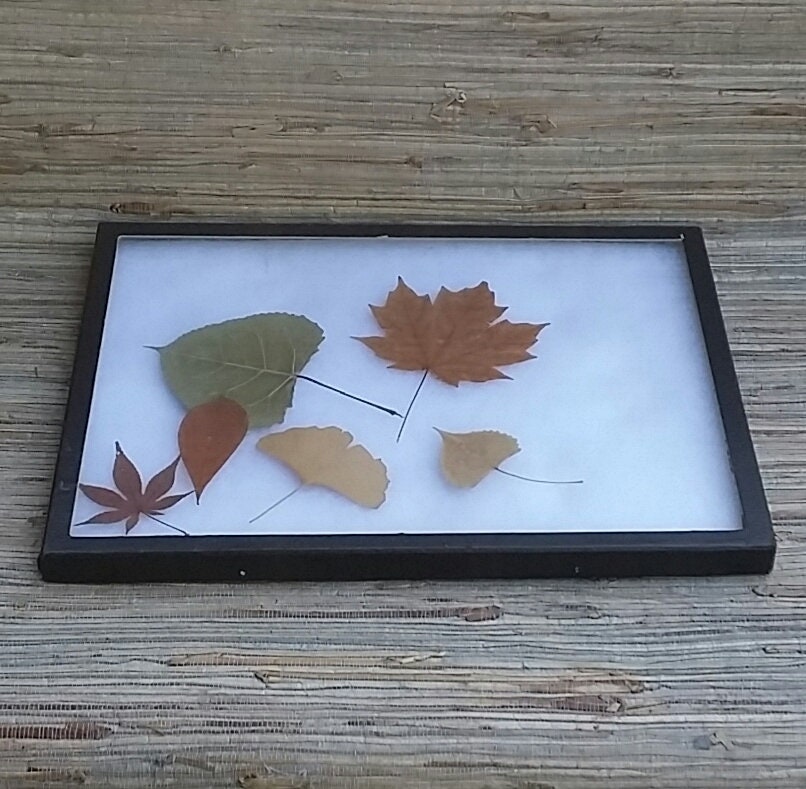 Vintage Specimen Display Case/Box With Glass Front Black Cardboard With Batting