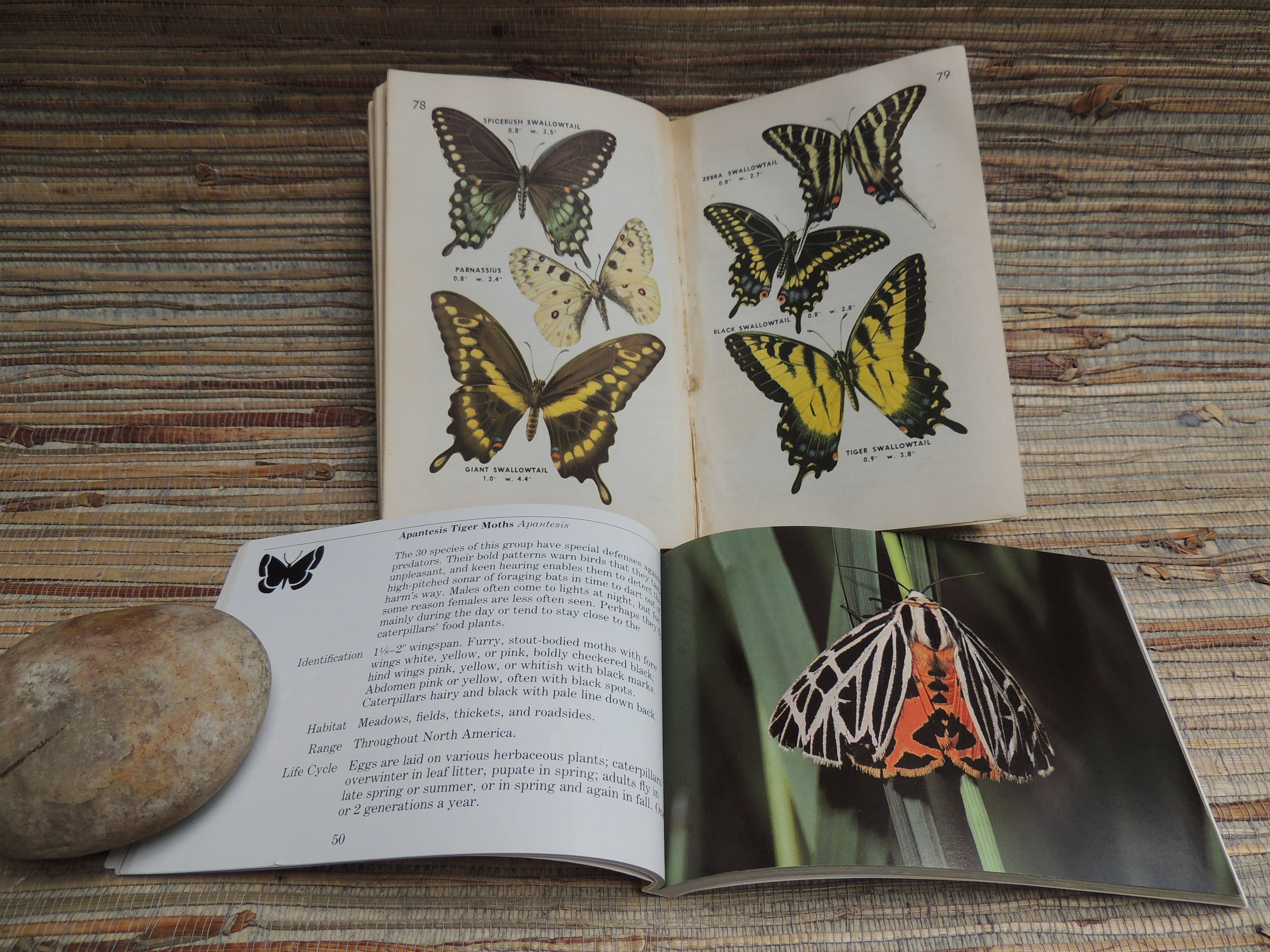 Vintage Pocket Size Insect Guide Books National Audubon Society & Golden