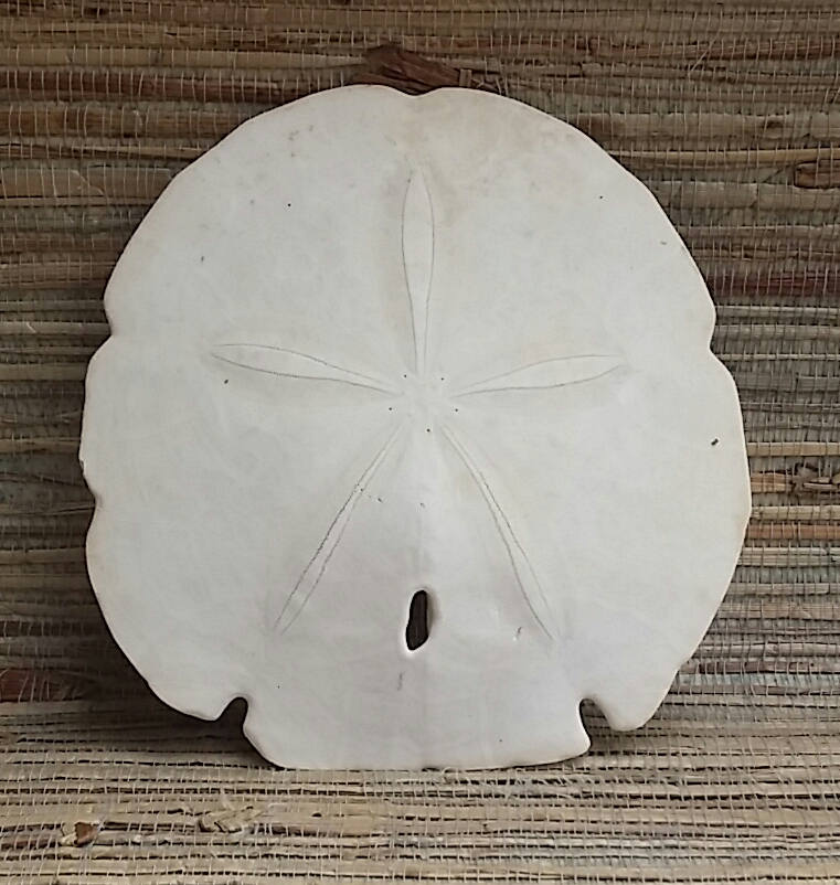 Large Sand Dollar Beach Style Vintage Sea Shells Beach Decor Nature