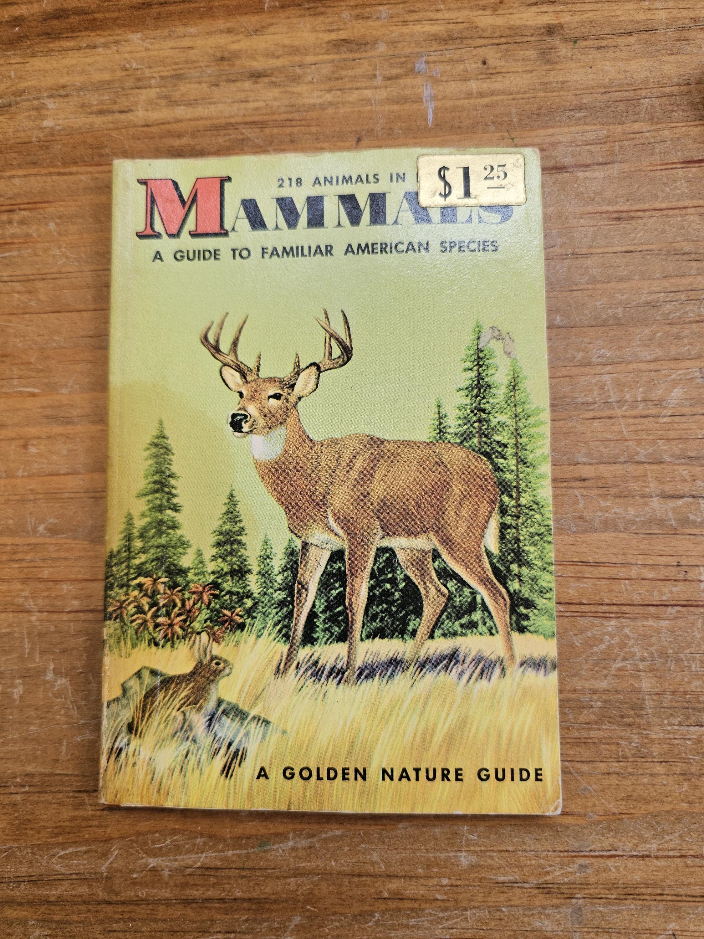 Old Nature Guide Paper Back Golden Nature Guides 1950s-60s Golden Press 4 Little Books ...
