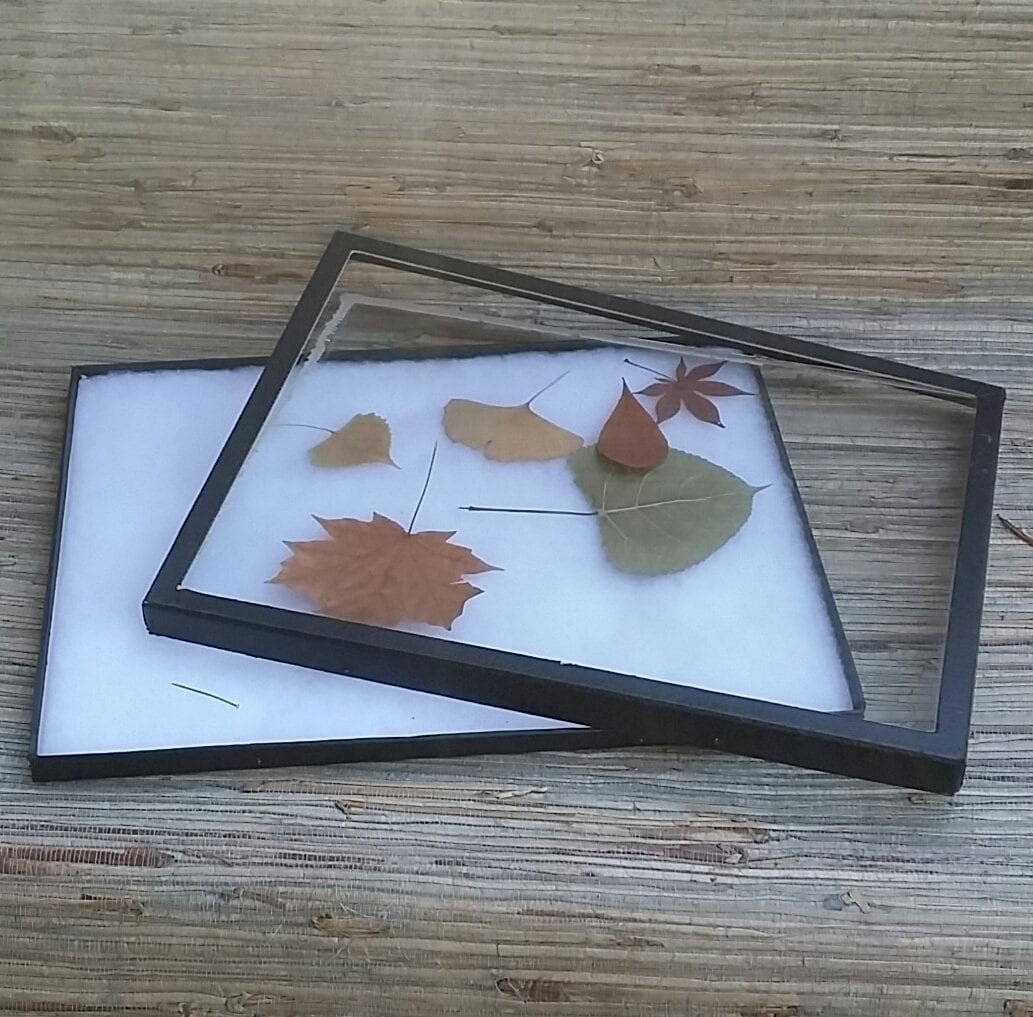 Vintage Specimen Display Case/Box With Glass Front Black Cardboard With