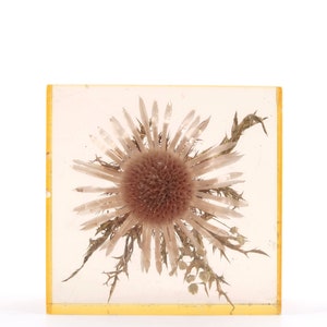 French resin paperweight with Carline Thistle by Pierre Bodin, 1970s / boho chic, folk, bohemian, sculpture, herbarium