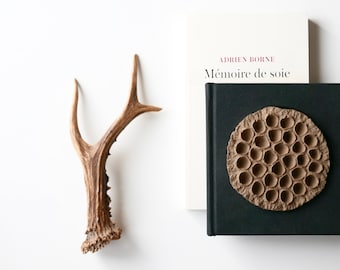 Small Deer horn / natural antler - taxidermy cabinet of curiosities, boho chic, folk decor, bohemian, jewelry display, nature natural