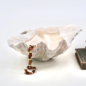 Könnte beinhalten: Eine große, weiße, texturierte Muschelschale mit rauer, verwitterter Außenseite und glatter, glänzender Innenseite. Eine Perlenkette mit abwechselnd dunkelbraunen und orangefarbenen Perlen hängt über den Rand der Schale, neben zwei gestapelten alten Büchern.