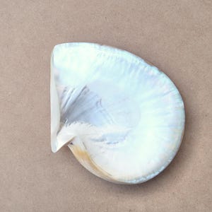 Könnte beinhalten: Eine weiße, irisierende Muschel mit einer glatten, gewölbten Oberfläche. Die Muschel hat einen perlmuttartigen Glanz und eine leicht unregelmäßige Form.