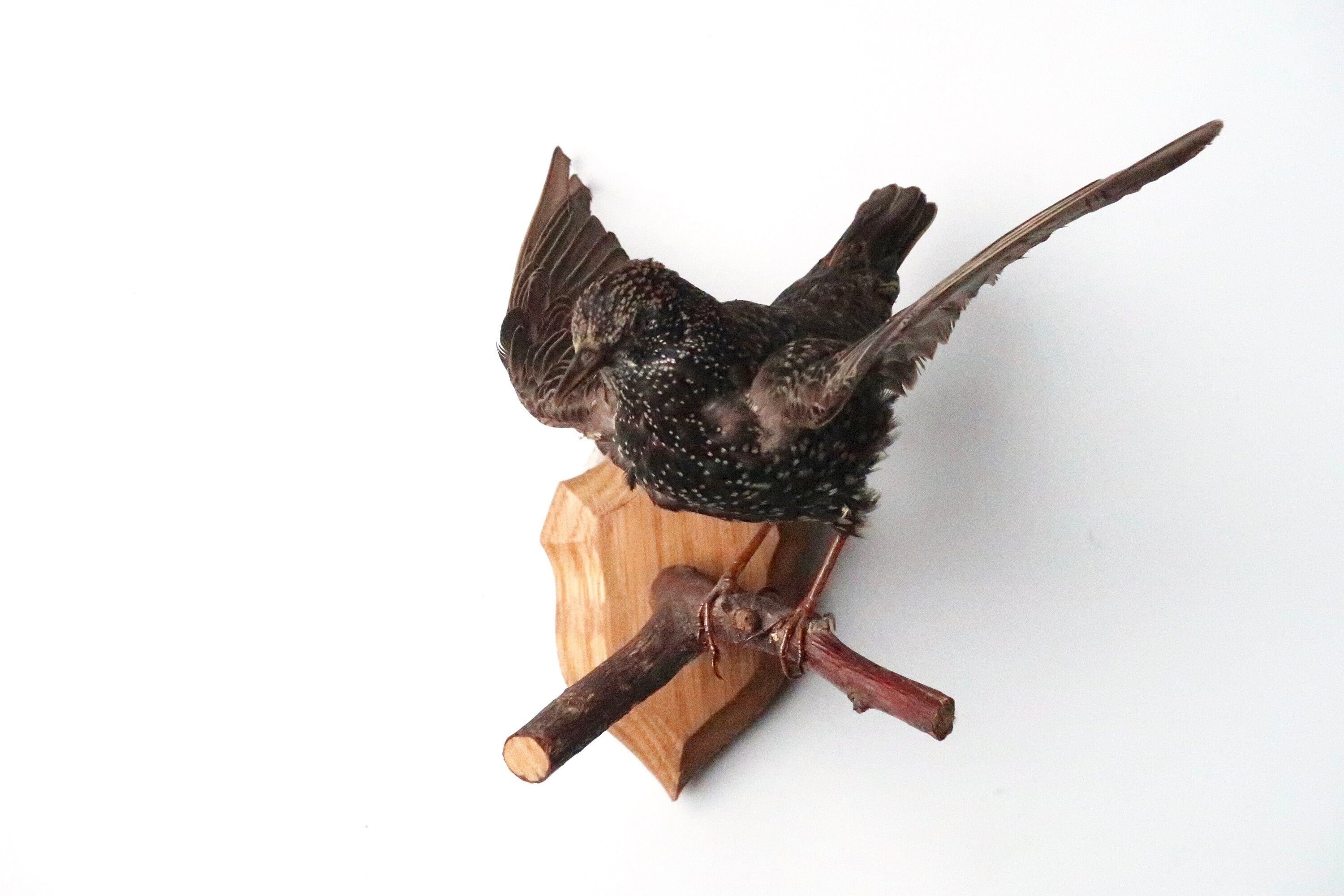 Oiseau, Étourneau Naturalisé, Décor Mural, Années 70/Taxidermie Ancienne, Cabinet de Curiosités, Vin