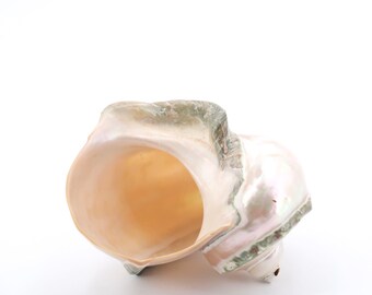 LARGE natural spiral seashell: Turbo Marmoratus, 1960s / mother of pearl, pale green, nature