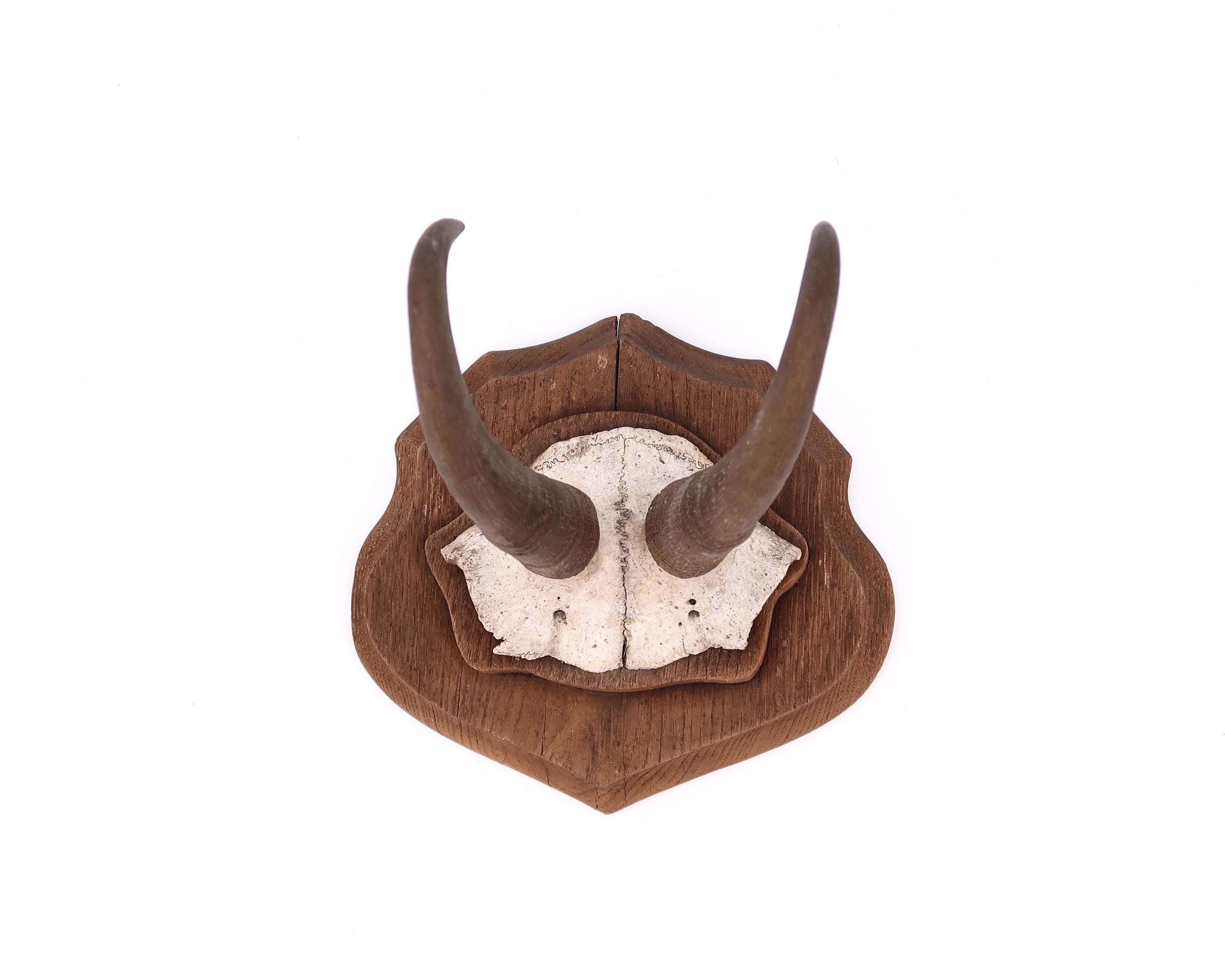 Paire De Cornes De Taureau Montées - Trophée De Taxidermie - Décoration Ancienne