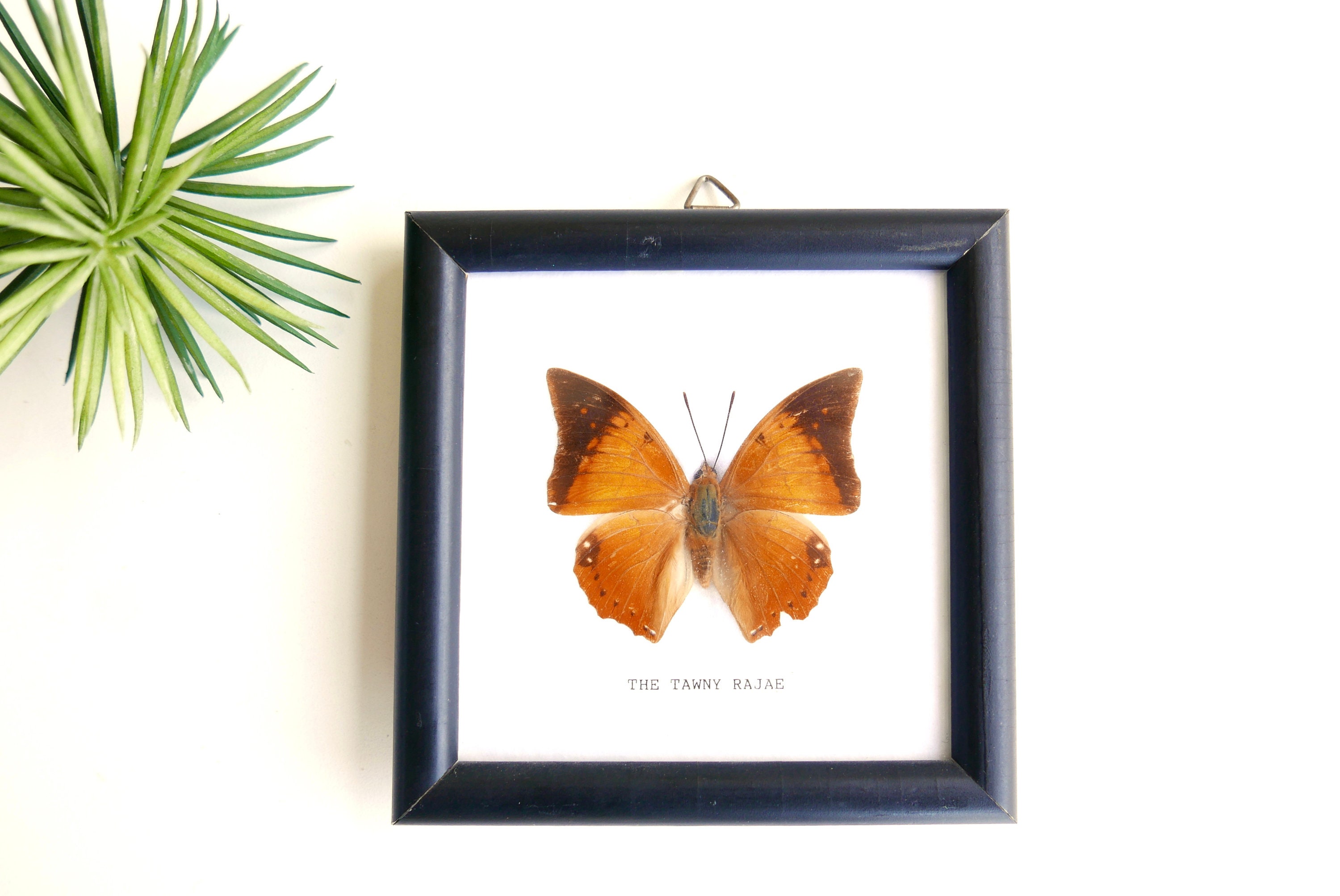 Cadre Vitrine, Papillon Naturalisé The Tawny Rajae - Taxidermie