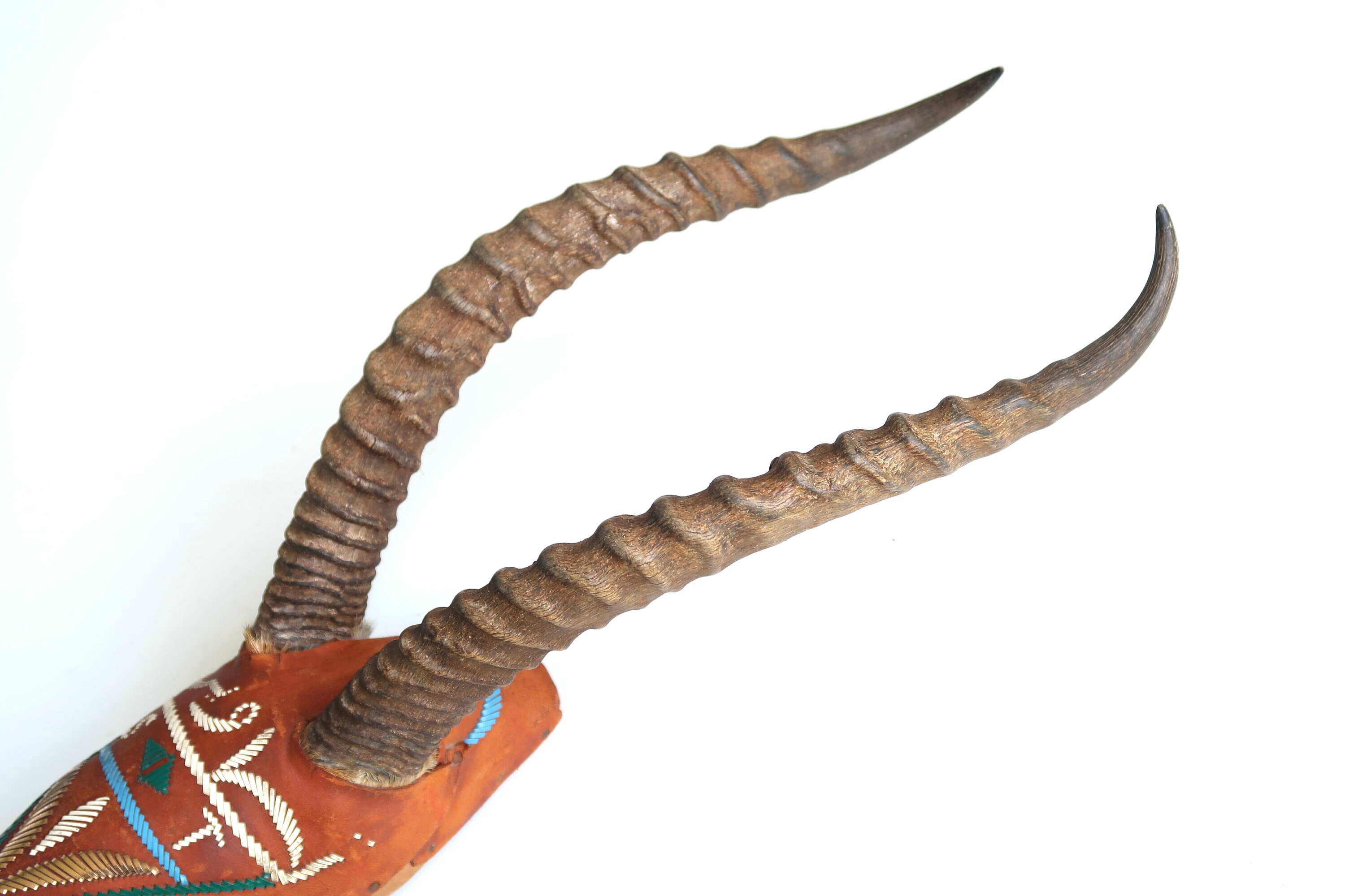 Paire De Cornes De Gazelle - Taxidermie Ancienne - Début XXe Siècle - Algérie