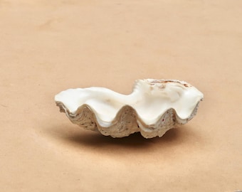 Vintage Tridacna Clam Shell, 1970s / Seashell, Ring Dish, Catchall, Coastal Decor, Curiosity Cabinet