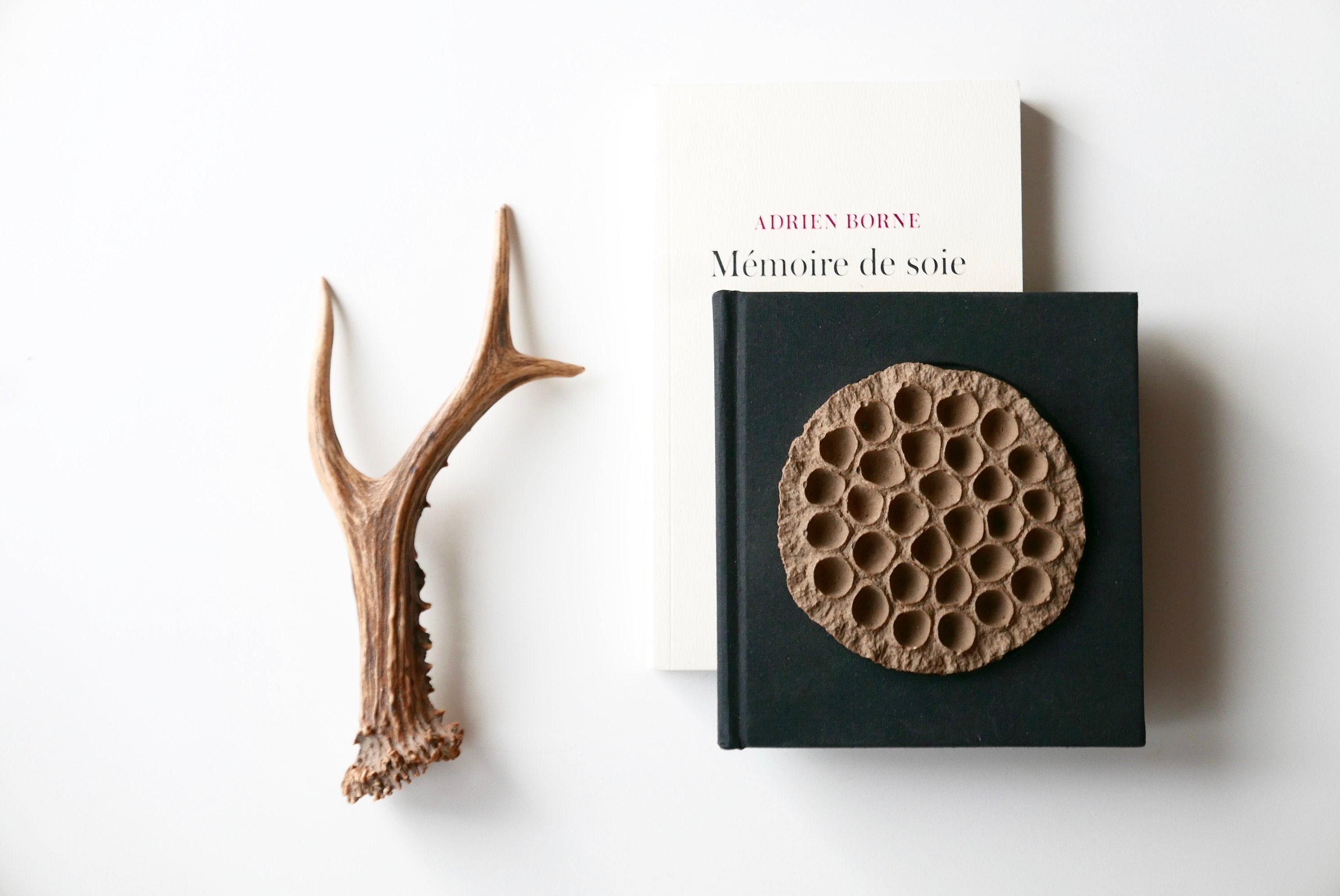 Petit Bois de Chevreuil, Cabinet Curiosités/Taxidermie, Corne, Chasse, Foret, Bohème Chic, Campagne,