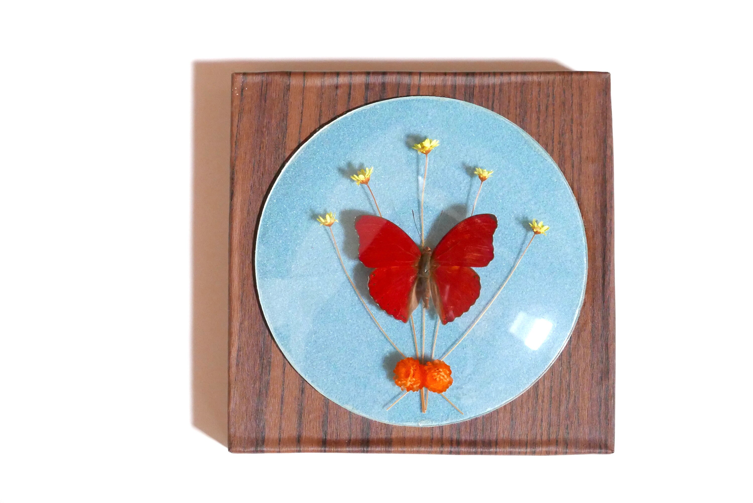 Cadre, Vitre Bombée Papillon Rouge Naturalisé, Années 60 - Cymothoe Sangaris Afrique Cabinet de Curi