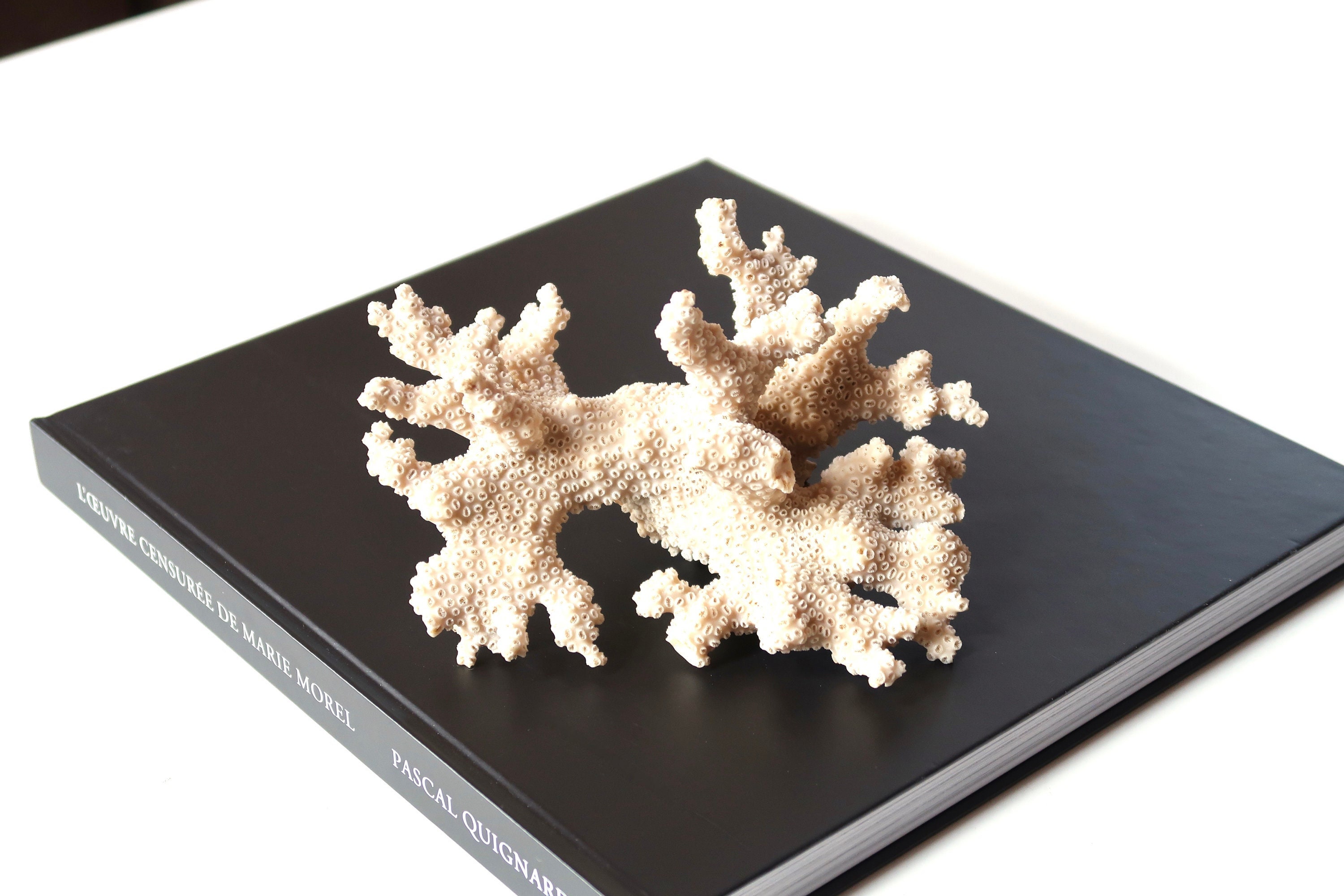 Ancienne Branche de Corail Blanc, Années 70/Sculpture, Cabinet Curiosités, Bohème Chic, Folk, Décor 