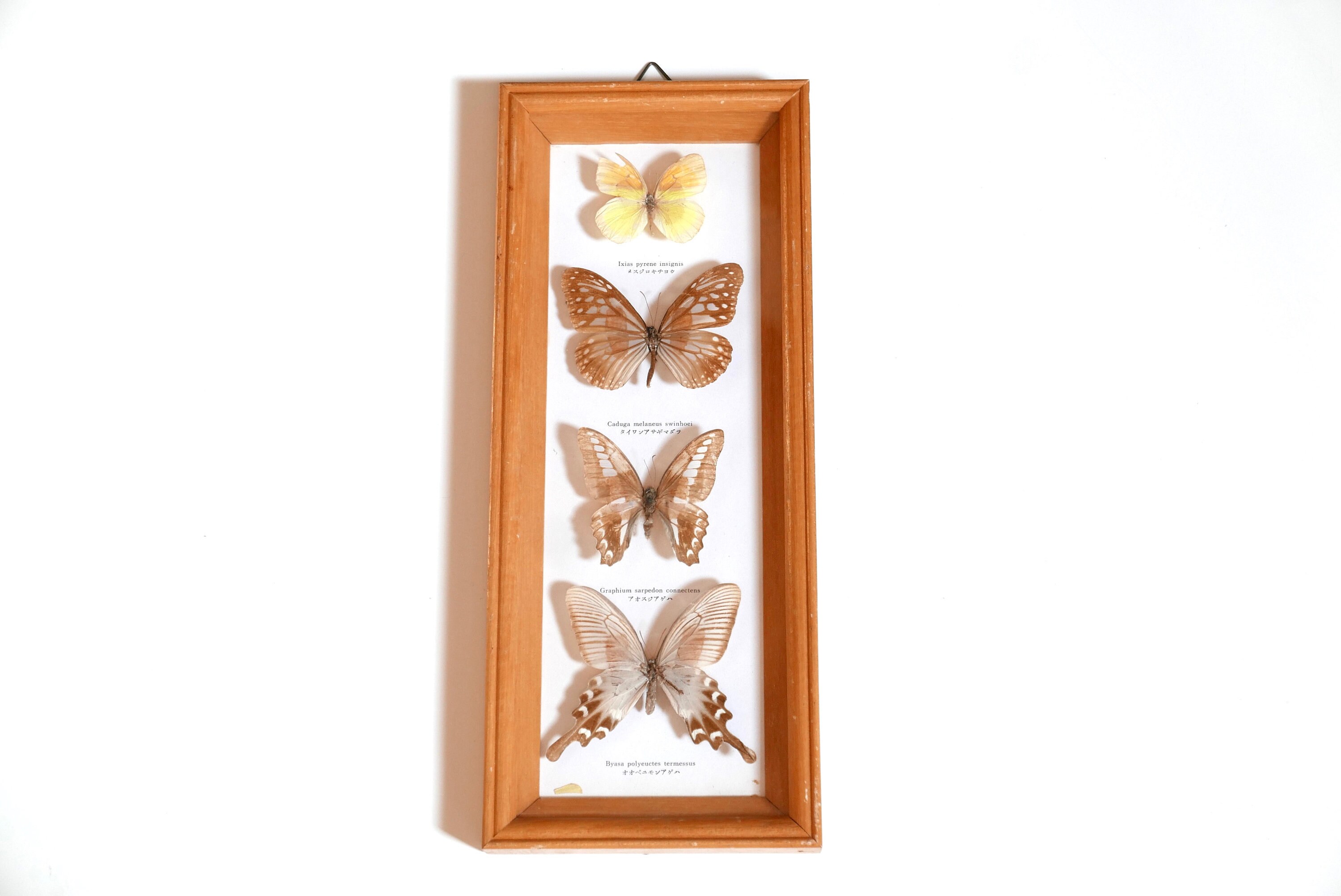 Vitrine Murale Contenant Des Papillons, Années 70/Cadre, Spécimens, Taxidermie, Cabinet de Curiosité