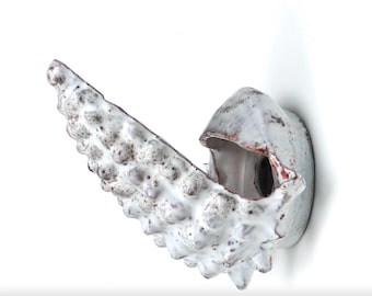 Vallauris Ceramic Seashell Wall Sconce, 1960s / French Vintage Lighting, Mediterranean Decor, Sea & Mermaid