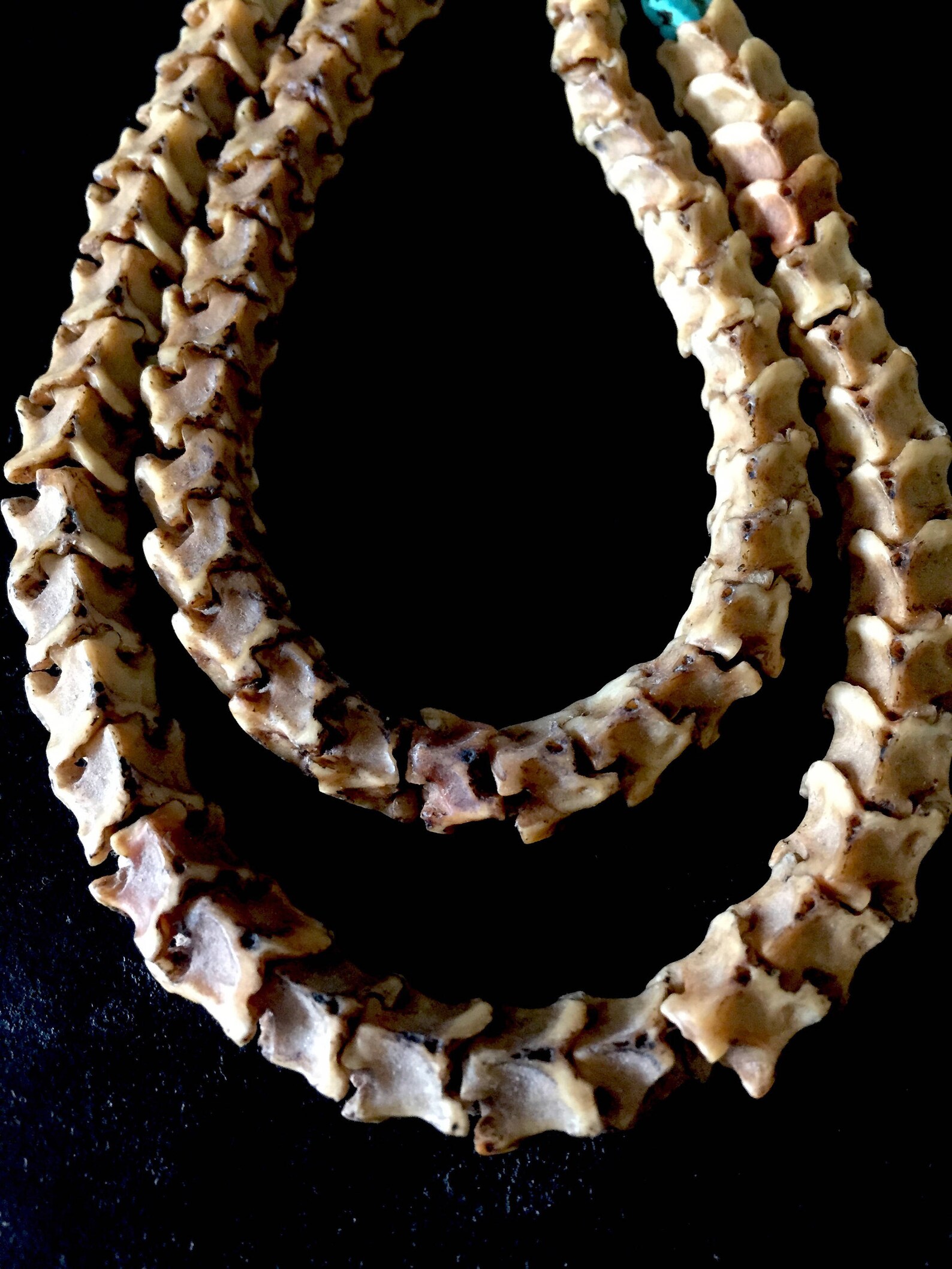 Authentic Snake Vertebrea Necklace Snake Vertebrae Snake Etsy