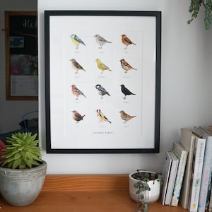 Garden Birds Identification Illustration Unframed Giclee Print Original Watercolour painted British Birds Garden Room Home Decor Wall Art