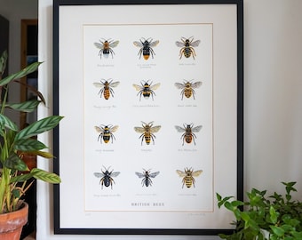 British Bees Illustration Unframed Giclee Print Original Watercolour Handpainted White Tailed Bumblebee Honeybee Home Decor Wall Art