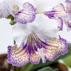 Ambra Streptocarpus Cape Primrose 2.5 Pot Starter Plant image 3