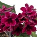 see more listings in the Streptocarpus section