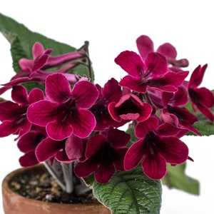 Streptocarpus - Etsy