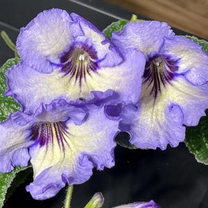 BB Florence 1927 Streptocarpus 2.5" Pot Starter Plant