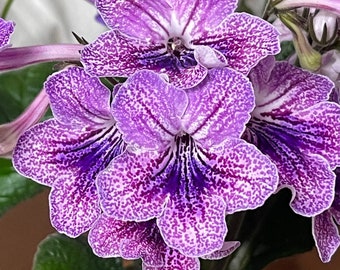 Bristol's Electric Raspberry Streptocarpus Cape Primrose 2.5" Pot Starter Plant