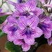 see more listings in the Foliage Plants section