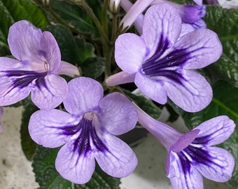 Bristol's Ba Ba Blue Streptocarpus Cape Primrose 2.5" Pot Live Starter Plant