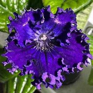 DS Riushele Streptocarpus Cape Primrose 2.5" Pot Starter Plant