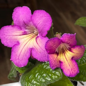 BB Halo 1905 Streptocarpus 2.5&quot; Pot Starter Plant
