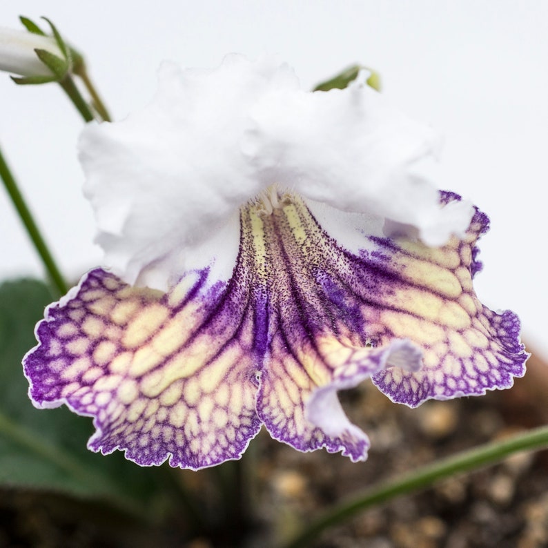 Ambra Streptocarpus Cape Primrose 2.5 Pot Starter Plant image 5