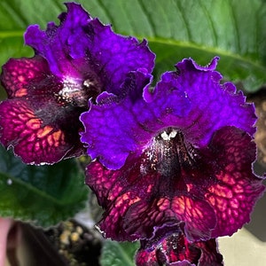 PK 7252 Streptocarpus 2.5&quot; Pot Starter Plant