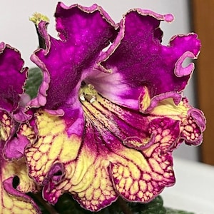 BB 1727 Streptocarpus 2.5&quot; Pot Starter Plant