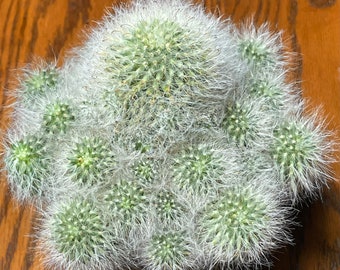 Mammillaria bocasana Powder Puff Cactus Plant