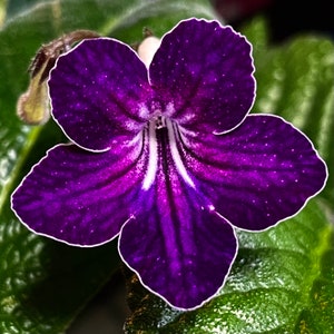 Fred’s Purple Tie Streptocarpus Cape Primrose 2.5" Pot Starter Plant