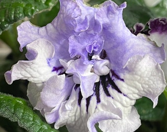 DS Light Smoke Streptocarpus Cape Primrose 2.5" Pot Live Starter Plant