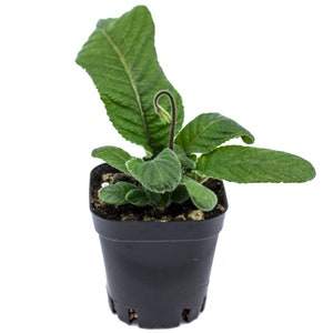 Ambra Streptocarpus Cape Primrose 2.5 Pot Starter Plant image 8