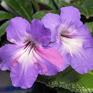 Bristol's Party Boy Streptocarpus Cape Primrose 2.5 Pot Starter Plant image 1