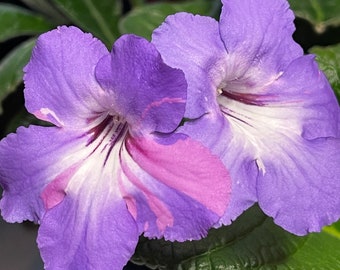 Bristol's Party Boy Streptocarpus Cape Primrose 2.5" Pot Starter Plant