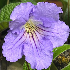 BB 1212 Streptocarpus 2.5&quot; Pot Live Starter Plant