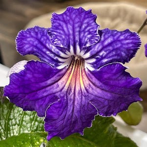 BB 1911 Streptocarpus 2.5&quot; Pot Starter Plant