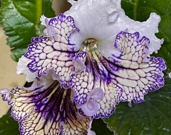 Eva Streptocarpus Cape Primrose 2.5" Pot Starter Plant