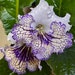 see more listings in the Streptocarpus section