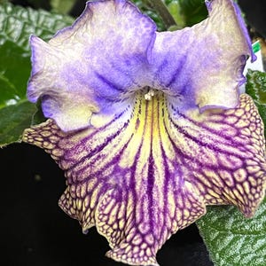 OD Victorious Streptocarpus 2.5&quot; Pot Live Starter Plant
